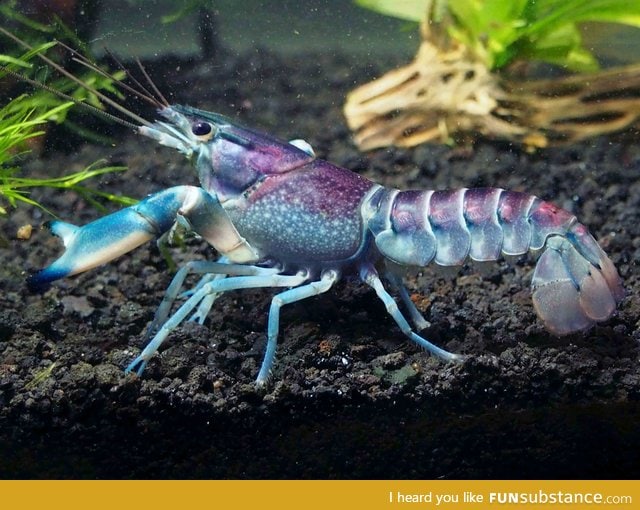 Galactic crayfish