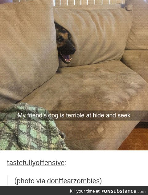 Dogs are weird