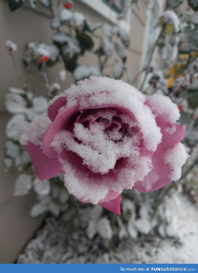 Winter rose