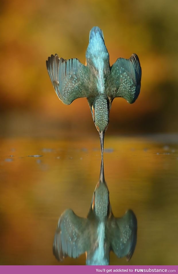 Perfectly timed photo
