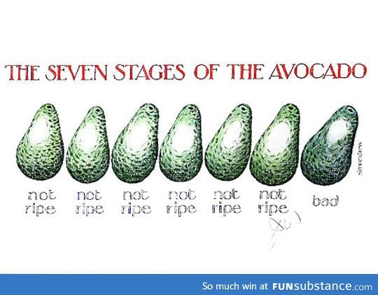 Seven stages of avocado