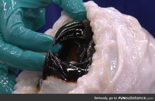 The beak of a Colossal Squid