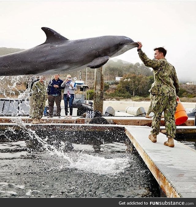 Man stops dolphin attack with one hand!