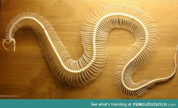 Snake skeleton