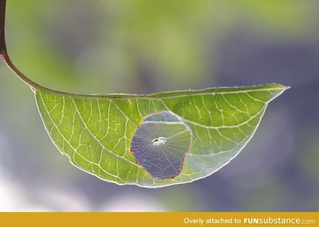 Spider portal