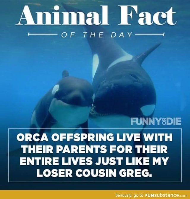 Animal kingdom fact of the day