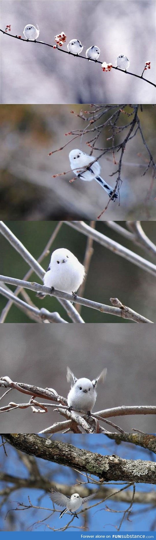 Probably The Cutest Bird You'll See Today