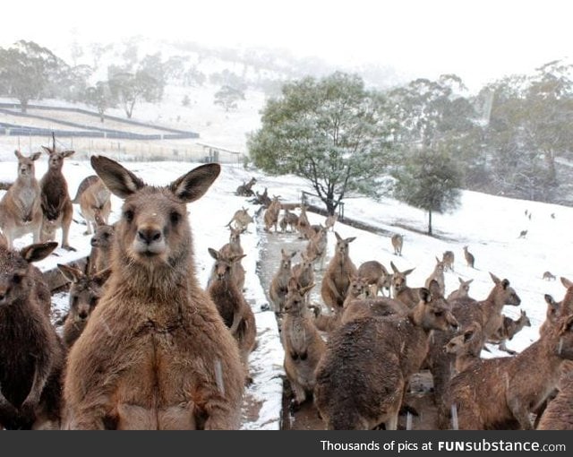 Yes those are kangaroos and yes this is Australia