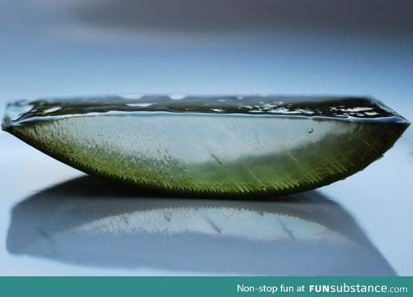 Slice of aloe vera