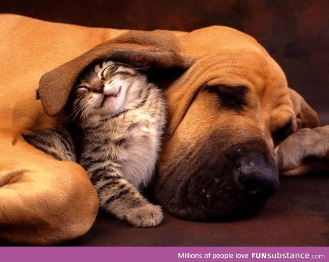 Dog ear blanket
