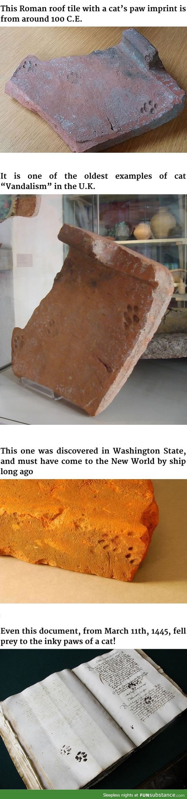 2000-year-old paw print proves cats never cared about your stuff