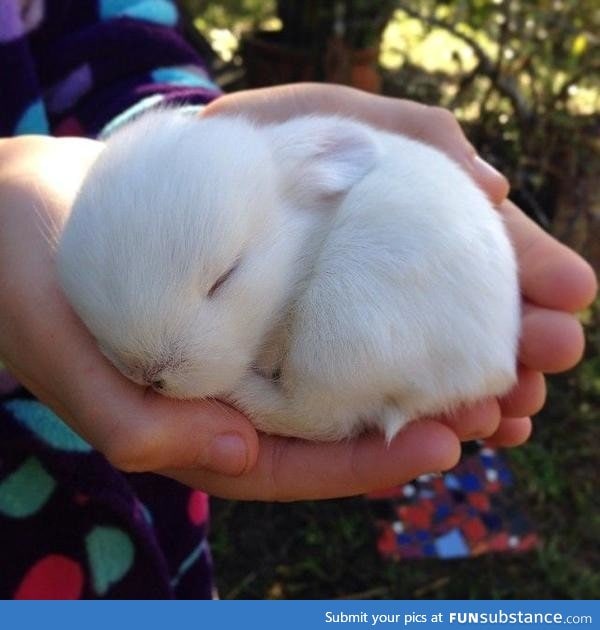 11 day old baby bunny