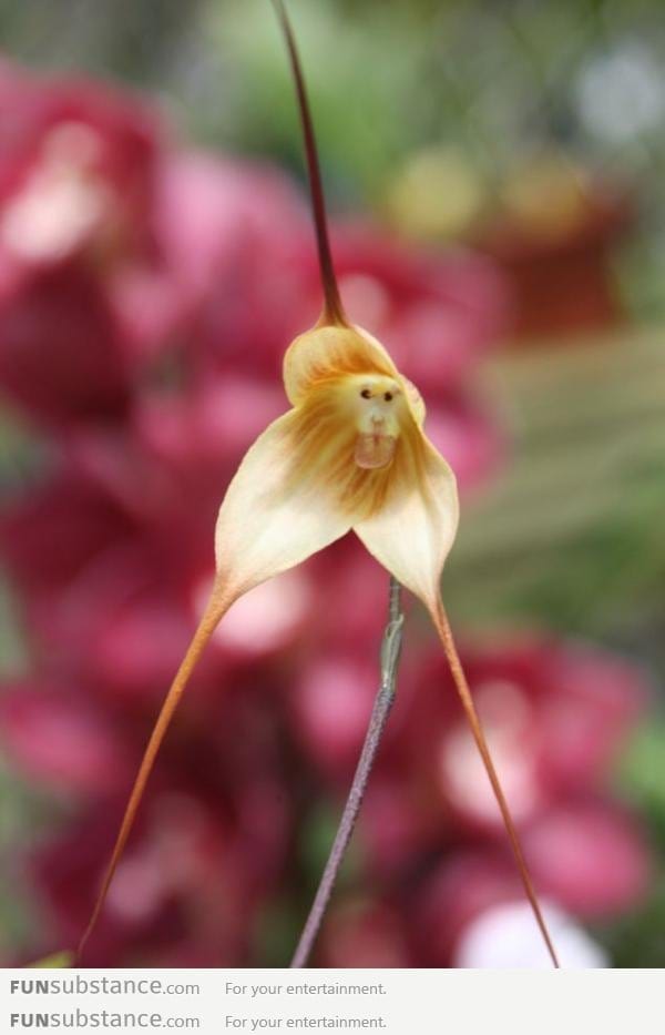 Face on a flower