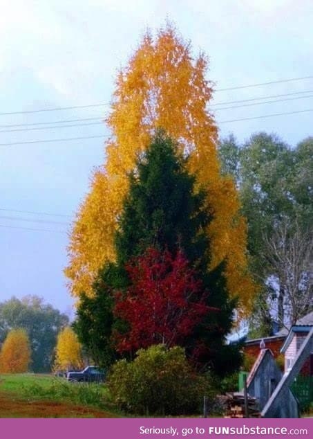 The way these three trees line up