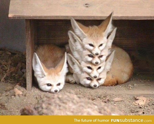 Properly organized fox storage