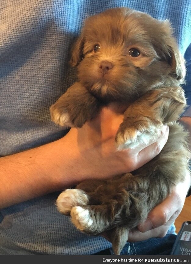 Day 433 of your daily dose of cute: Yes I am pupper