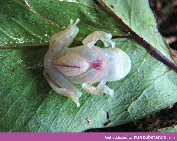 Fully transparent rain forest frog