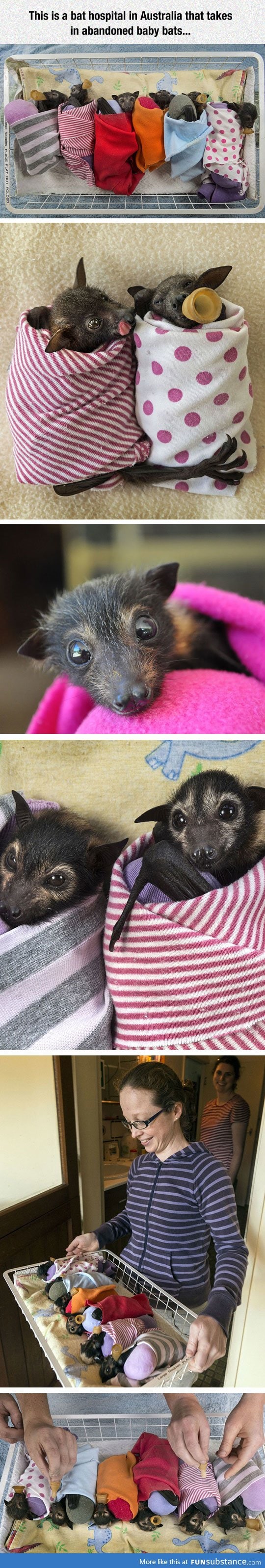 Adorable little bats