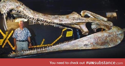 Skull of prehistoric crocodile Sarcosuchus next to a human