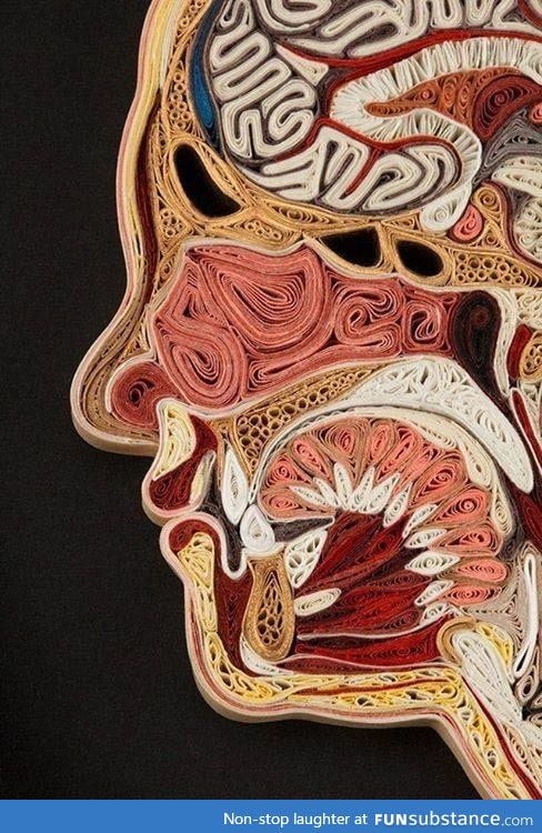 Anatomical cross section made in paper