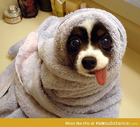 Daily Dose of Dumb: Here, have a FURRITO