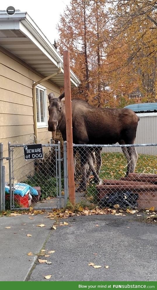 Anyone know what type of dog this is?