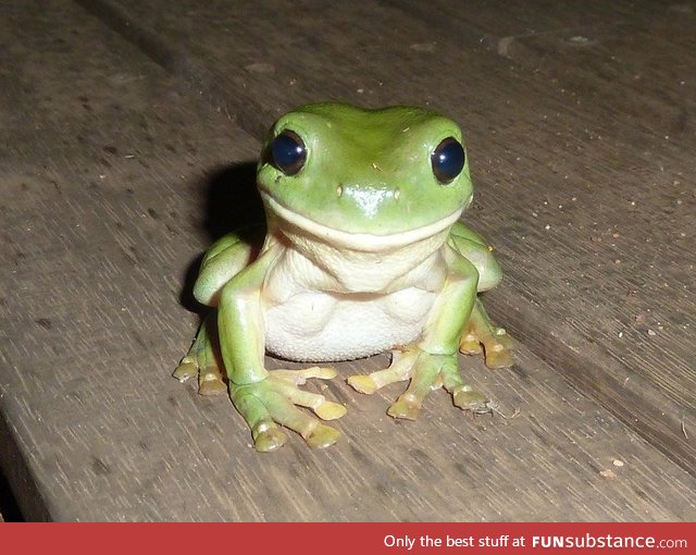 Ridiculously photogenic frog