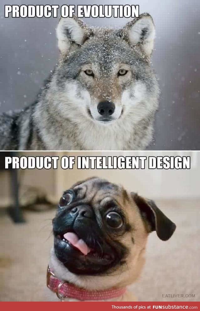 Evolution or design?