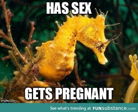 Bad luck male seahorse