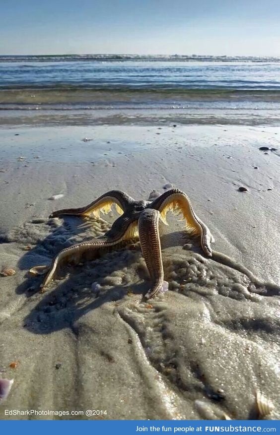 Starfish walking back to the water