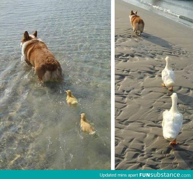 Mother of ducks