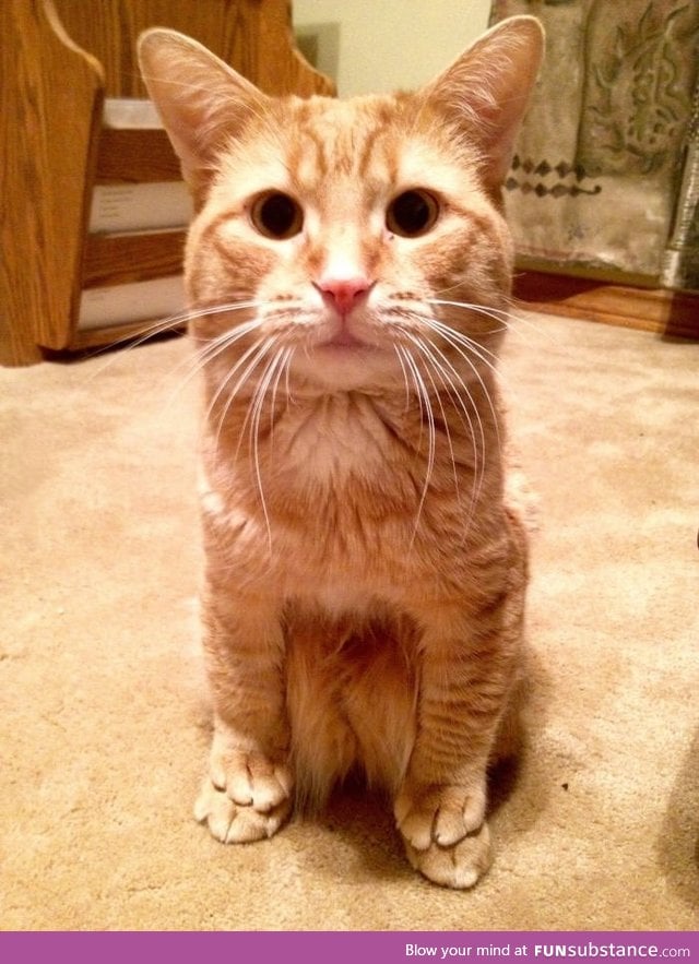 I've never seen a cat sit on his paws like this before