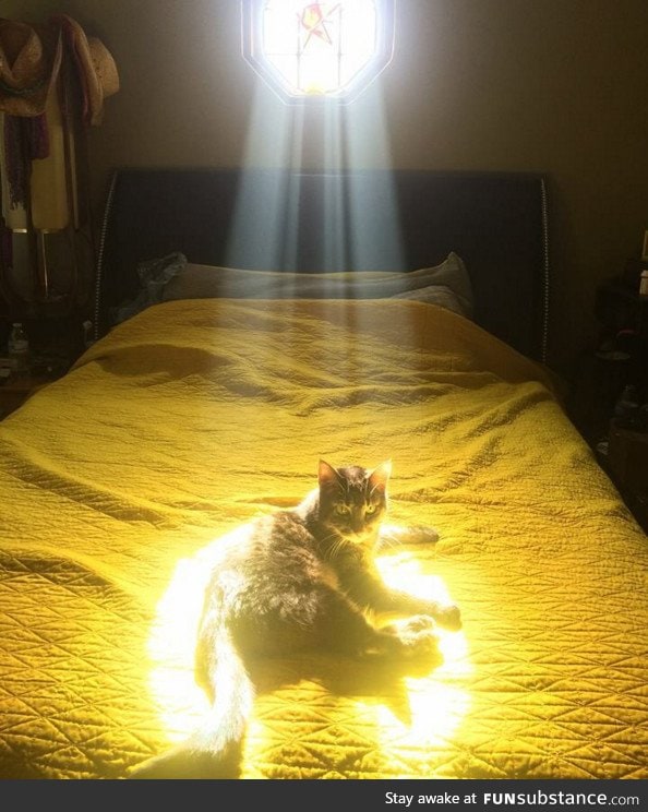 When your cat has a sidequest for you to do