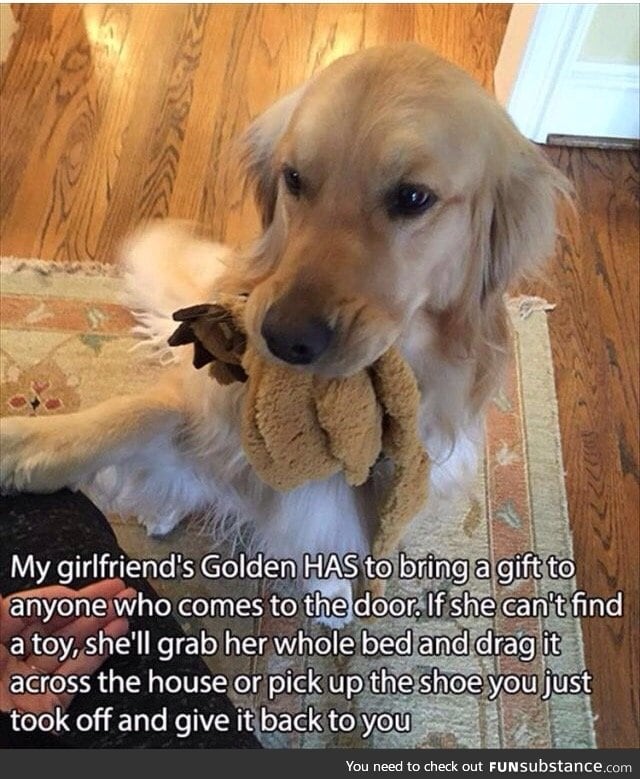 Whoever has a golden understands this