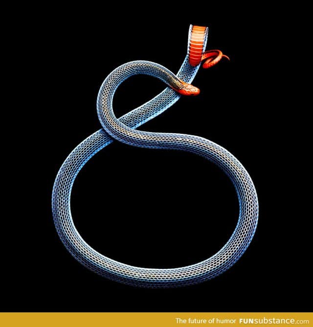 Blue Malaysian coral snake