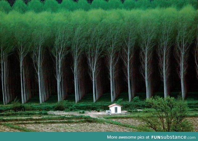 Tree farm