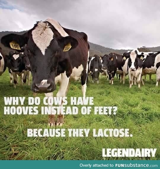 Cool cow fact