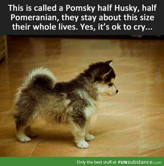 Pomsky