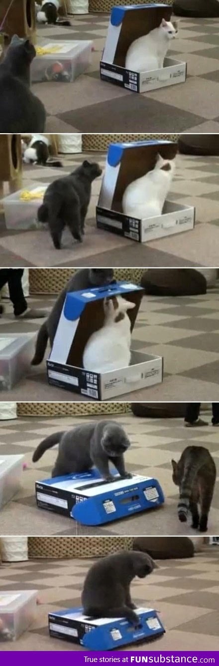 Cats are jerks
