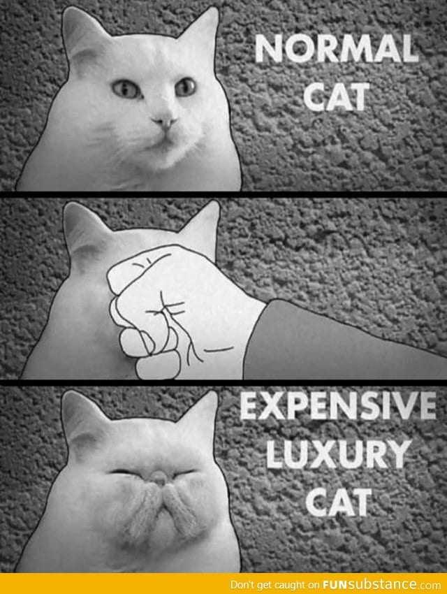 How to get an expensive luxury cat