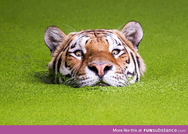Siberian tiger takes a swim