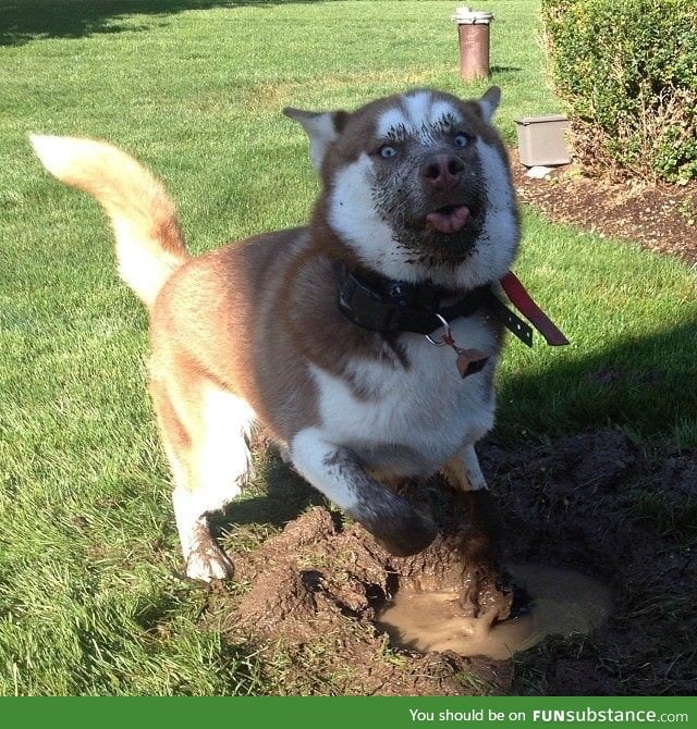 "Digging a hole ... Why do you ask?"