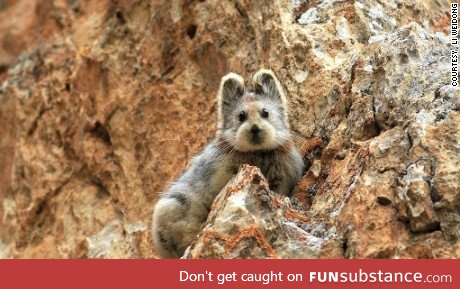 Native to China, an endangered mammal known as the lli pika