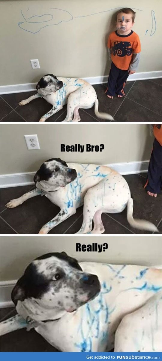 It was the dog