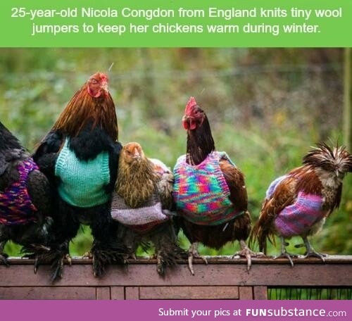 Keeping chickens warm