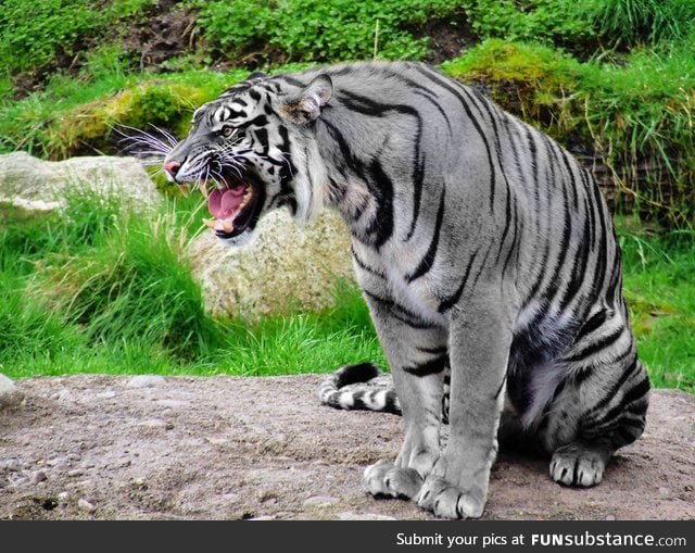 Extremely rare Maltese Tiger, also known as 'Blue Tiger'