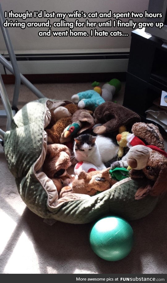 Hate cats
