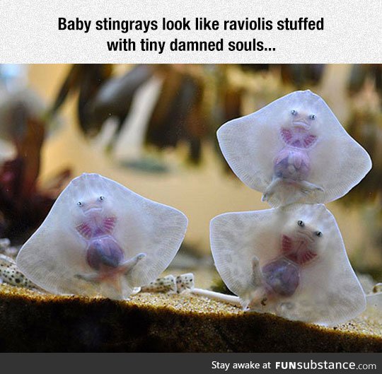 Baby stingrays