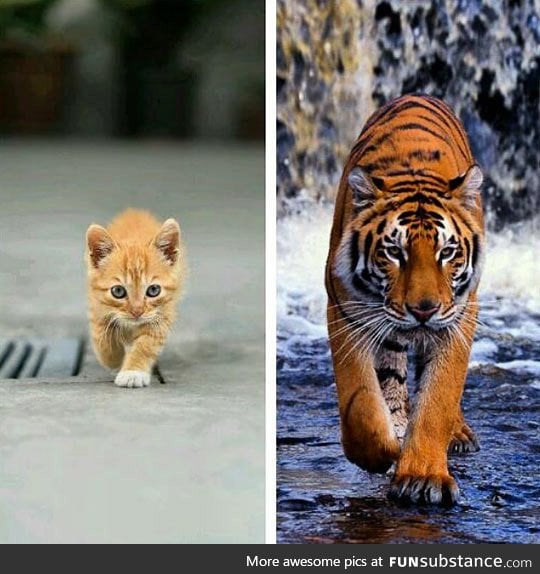 Different sizes, but same attitude