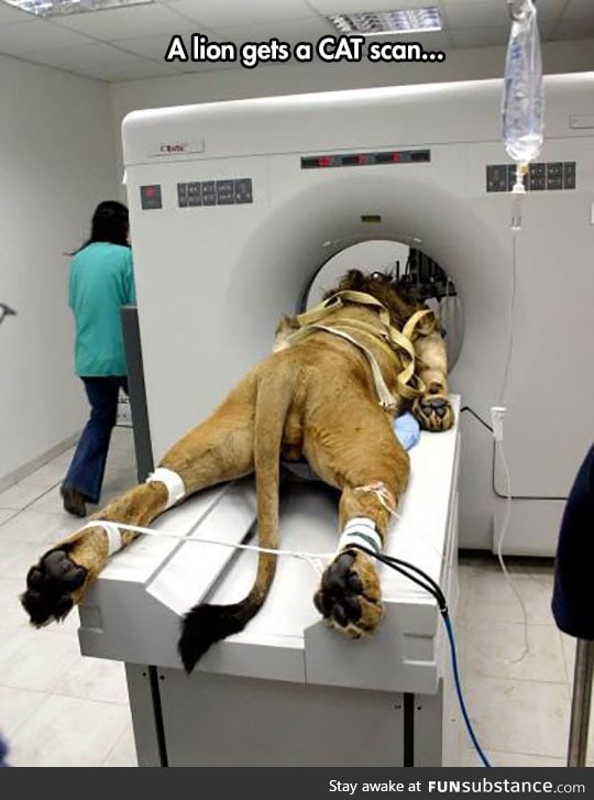Literal cat scan
